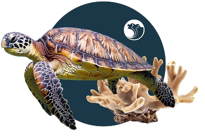 Tortuga carey y coral presente en los ecosistemas de los Parques Naturales Nacionales de Colombia